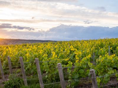 /images/gallery/04_dizy-vignobles.jpg