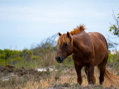 /images/gallery/07_assateague.jpg